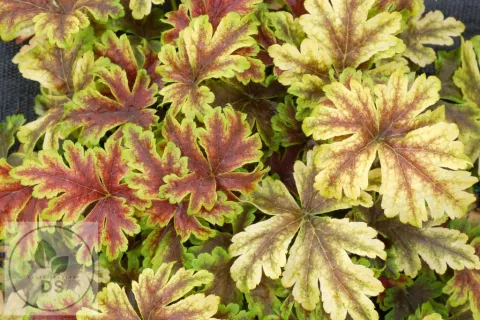 Heucherella 'Golden Zebra'