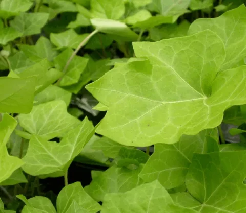 Hedera h. 'Hibernica' 150/175