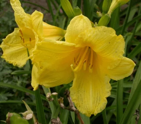 Hemerocallis 'Happy Returns'