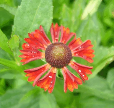 Helenium hybr. 'Indianersommer'