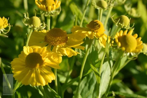 Helenium hybr. 'Kanaria'