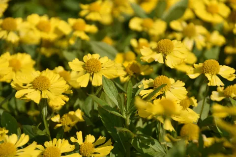 Helenium hybr. 'Kanaria'