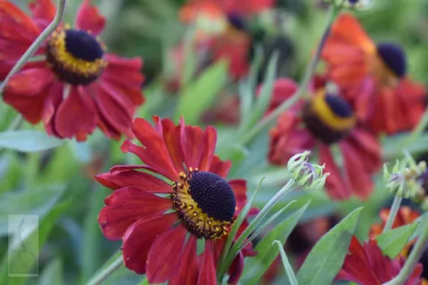Helenium hybr. 'Kupferzwerg'