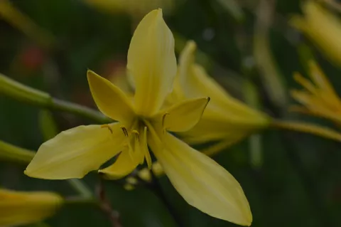 Hemerocallis lilioasphodelus (flava)