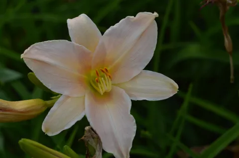 Hemerocallis 'Luxury Lace'