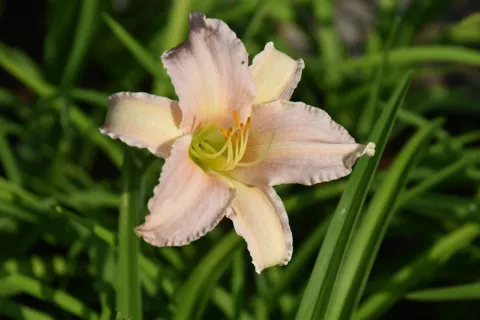 Hemerocallis 'Luxury Lace'