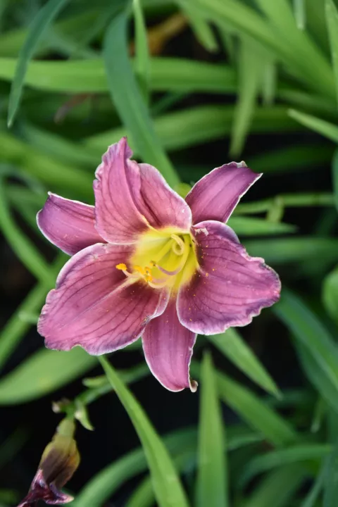 Hemerocallis 'Little Missy'