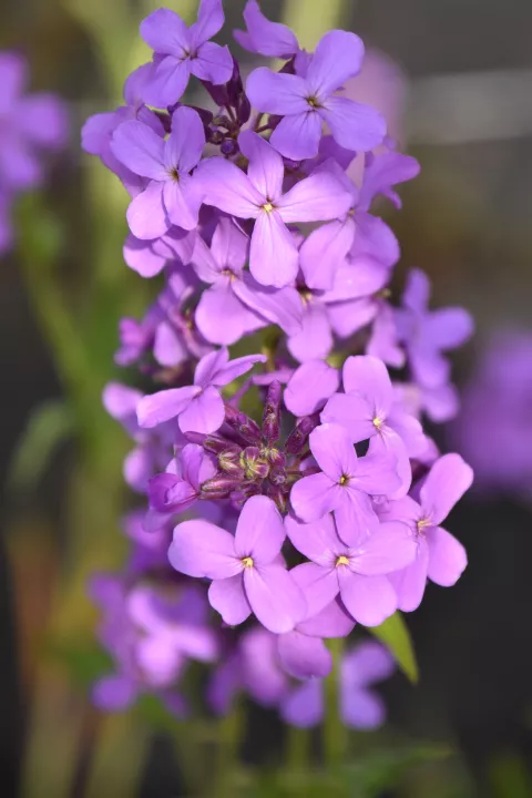 Hesperis matronalis