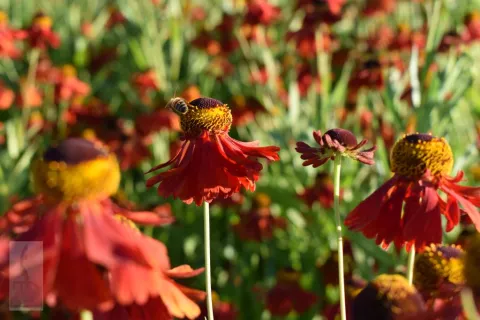 Helenium hybr. 'Moerheim Beauty'