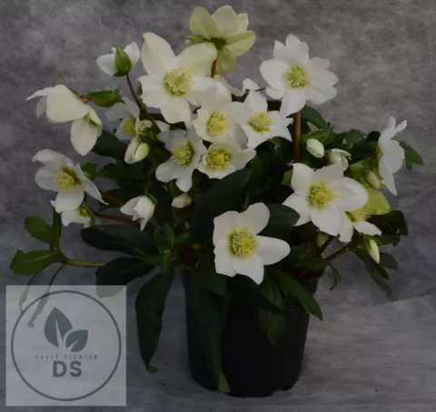 Helleborus niger 'Mon Blanc'