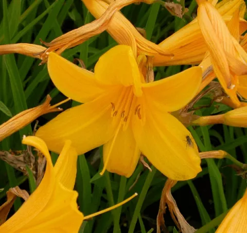 Hemerocallis middendorffii