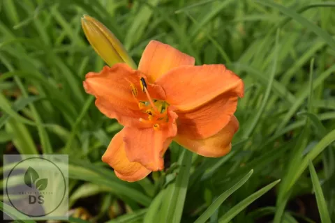 Hemerocallis 'Mauna Loa'