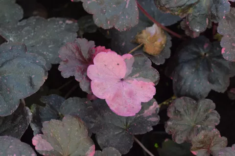 Heuchera 'Midnight Rose'