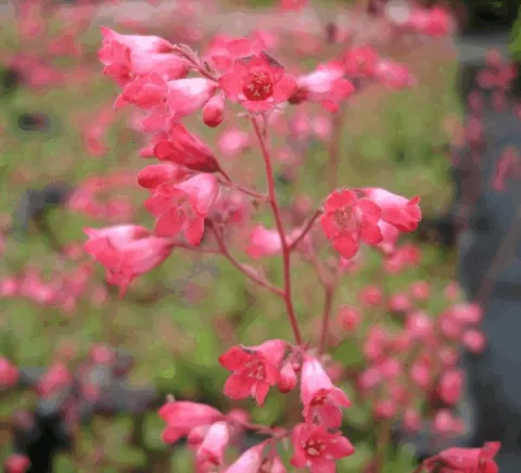 Heuchera briz. 'Pluie de Feu'