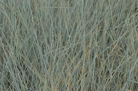 Helictotrichon semp. 'Pendula'