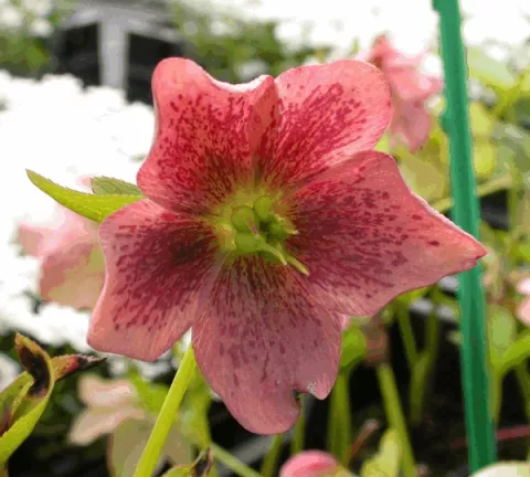 Helleborus or. 'Pink Lady'