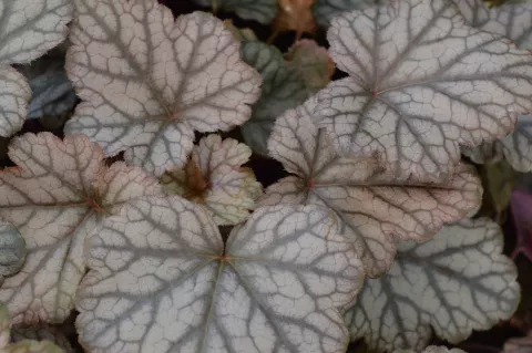 Heucherella 'Quicksilver'