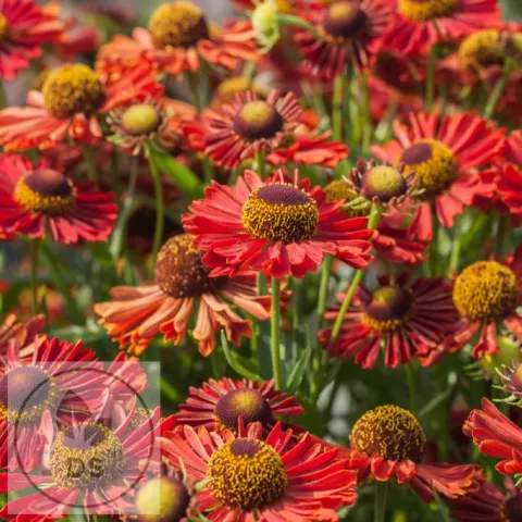 Helenium hybr. 'Ranchera' 