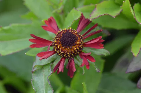 Helenium hybr. 'Ruby Tuesday'