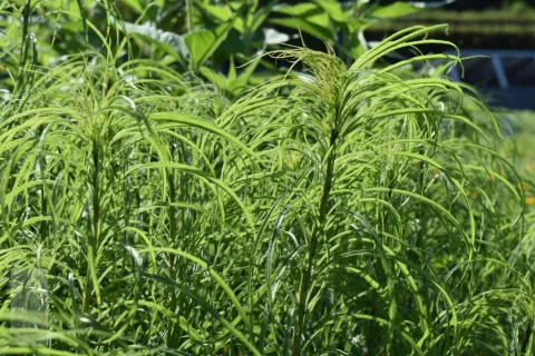 Helianthus salicifolius