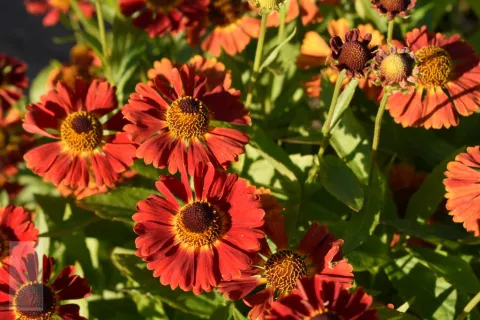 Helenium hybr. 'Salsa'