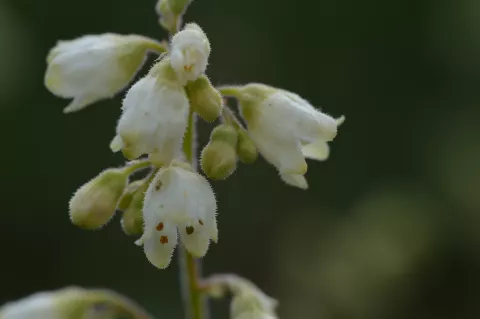 Heuchera briz. 'Schneewittchen'