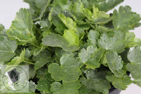 Heuchera briz. 'Schneewittchen'