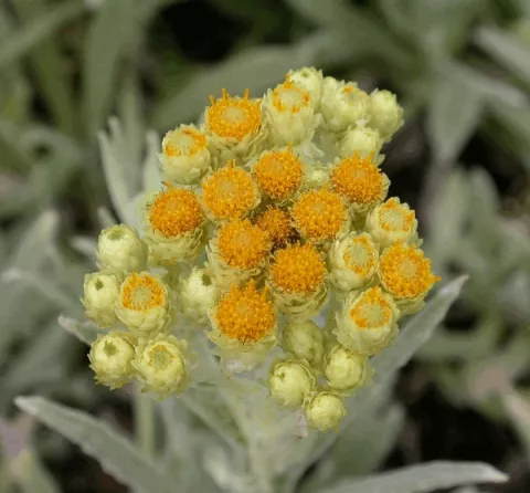 Helichrysum 'Schwefellicht'