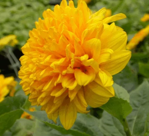 Helianthus dec. 'Soleil d'Or'