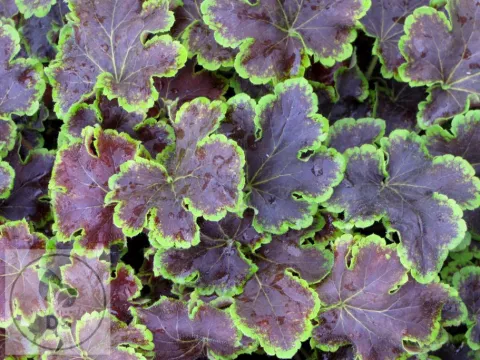 Heucherella 'Solar Eclipse'
