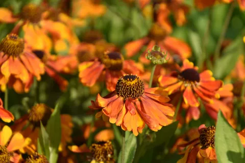 Helenium hybr. 'Sahin's Early Flowerer'
