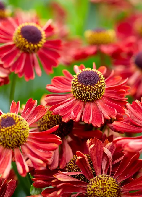 Helenium hybr. 'Siesta'