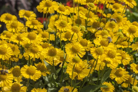 Helenium hybr. 'Sombrero'