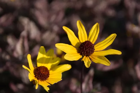 Heliopsis hel. 'Summer Pink'