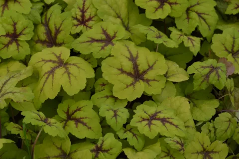 Heucherella 'Stoplight'