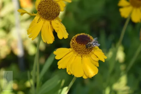Helenium bigelovii 'The Bishop'