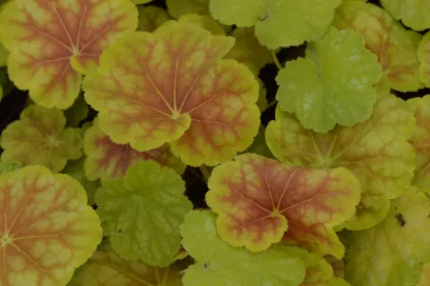 Heuchera 'Tiramisu'