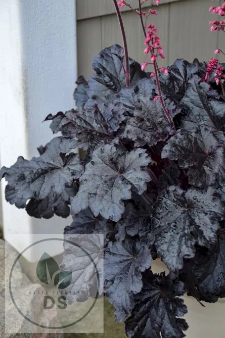 Heuchera 'Timeless Night'