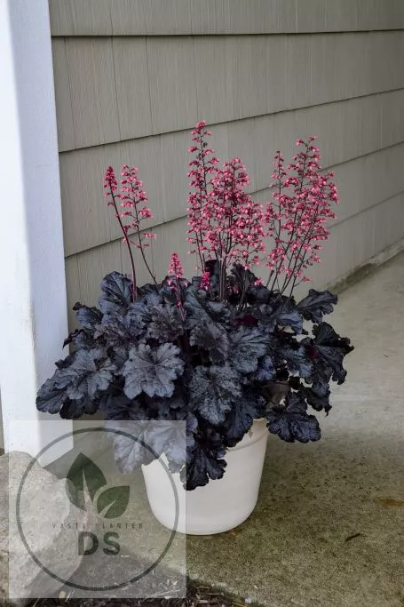 Heuchera 'Timeless Night'