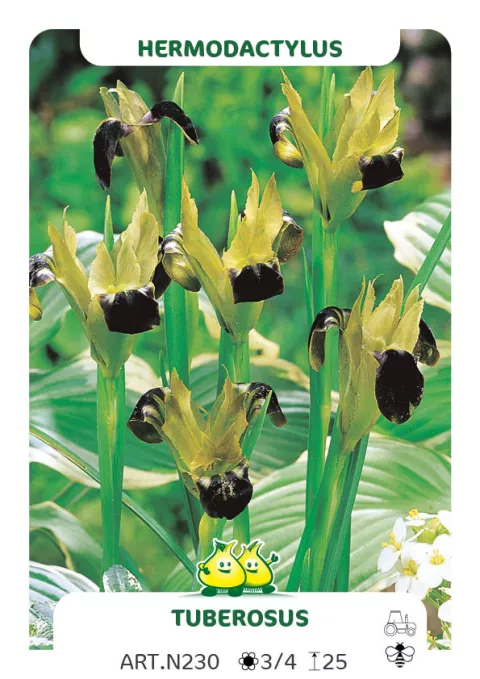 Hermodactylus tuberosus