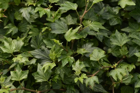 Hedera helix 'Woerner'