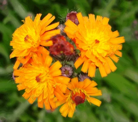 Hieracium aurantiacum