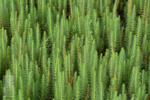 Hippuris vulgaris