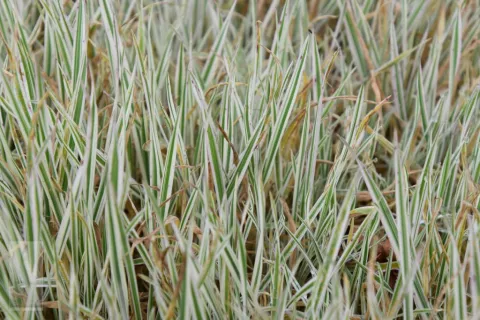 Holcus mollis 'Albovariegatus'