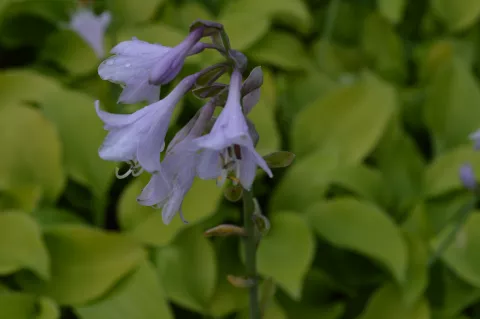 Hosta 'August Moon'
