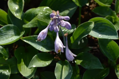 Hosta 'Big Daddy'