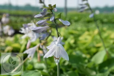 Hosta 'Blue Umbrellas'
