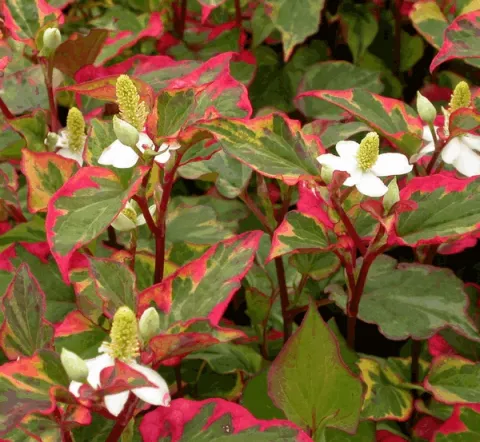 Houttuynia cordata 'Chameleon'