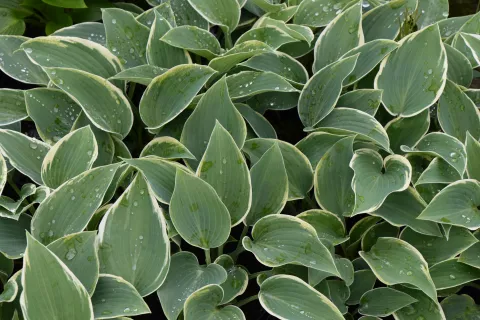 Hosta 'El Nino'