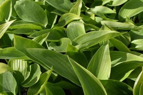 Hosta 'Empress Wu'